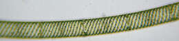Spirogyra Link 1820 resmi