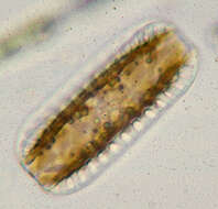 Image de Surirella biseriata