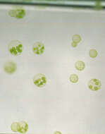 Image of Globe Algae