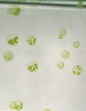 Image of Globe Algae