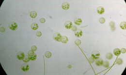 Image of Globe Algae