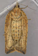 Image of Light brown apple moth