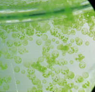 Image of Globe Algae