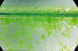 Image of Globe Algae