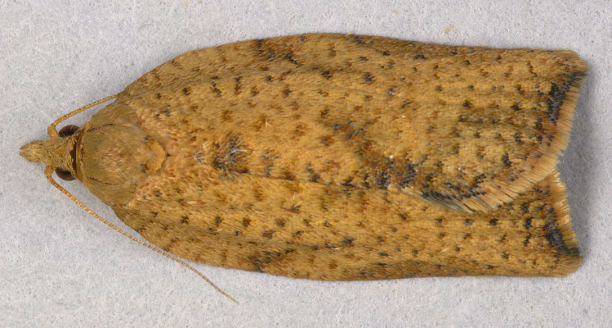 Image of Light brown apple moth