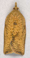 Image of Light brown apple moth