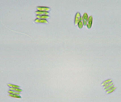 Image of Scenedesmus Meyen 1829