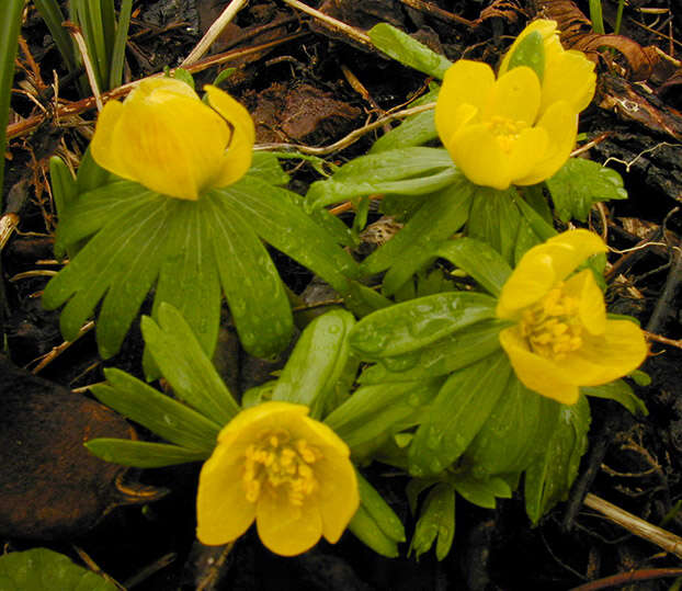 Image of eranthis