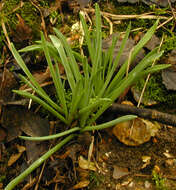 Image of Pyrenees star of Bethlehem