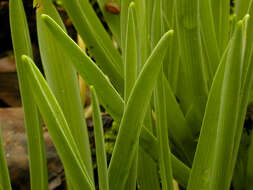 Image of Pyrenees star of Bethlehem