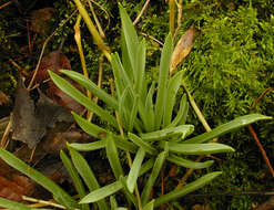 Image of Pyrenees star of Bethlehem