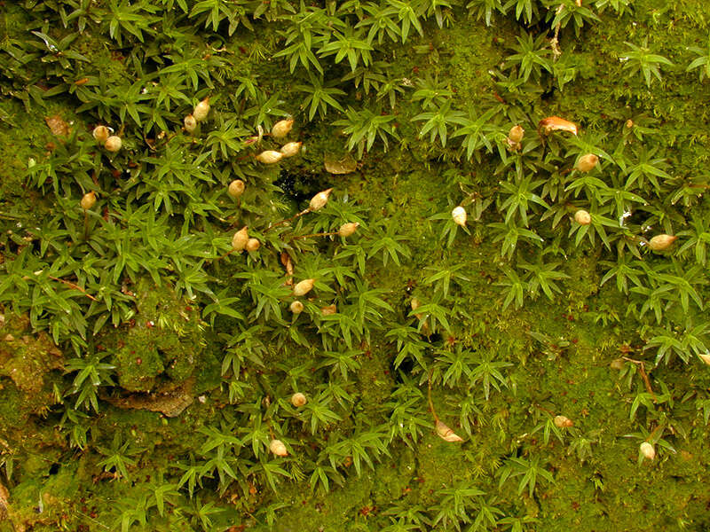 Слика од Pogonatum aloides Palisot de Beauvois 1805