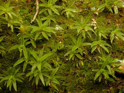 Слика од Pogonatum aloides Palisot de Beauvois 1805