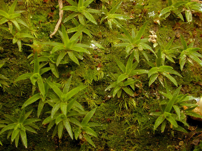 Слика од Pogonatum aloides Palisot de Beauvois 1805