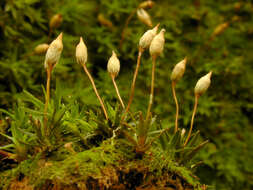 Слика од Pogonatum aloides Palisot de Beauvois 1805