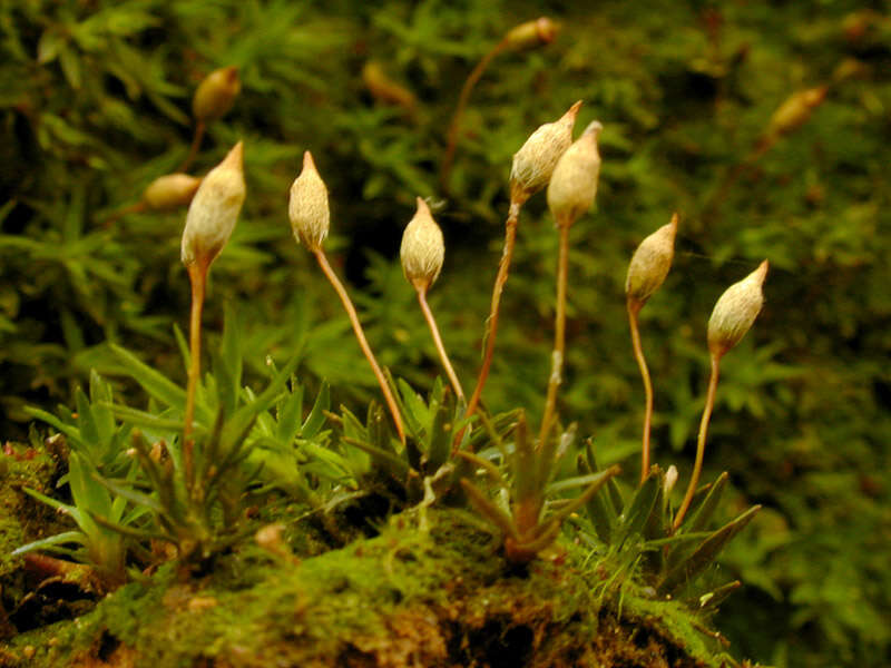 Слика од Pogonatum aloides Palisot de Beauvois 1805