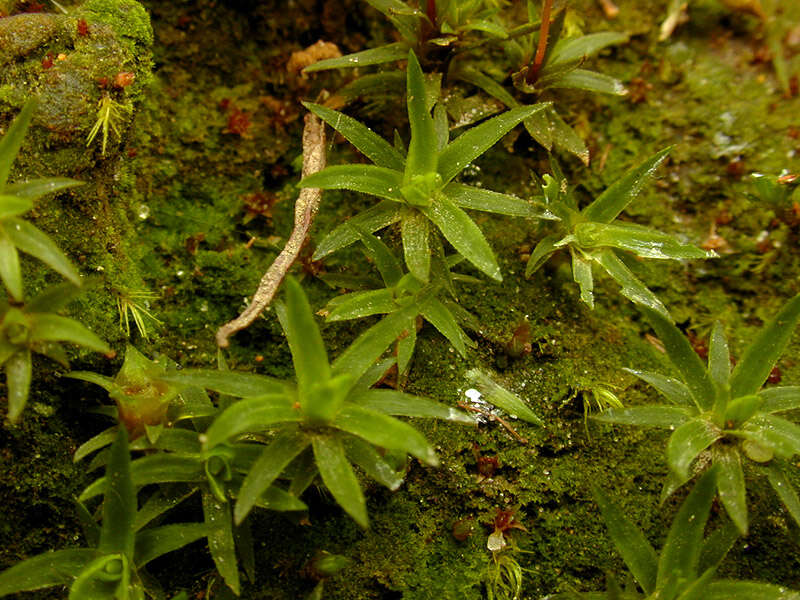 Слика од Pogonatum aloides Palisot de Beauvois 1805