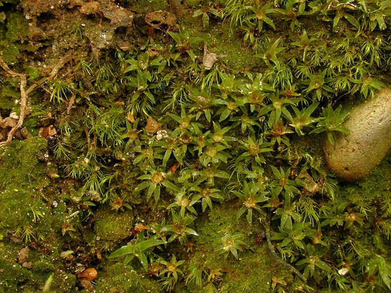 Слика од Pogonatum aloides Palisot de Beauvois 1805