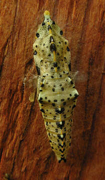 Image of cabbage butterfly