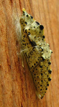 Image of cabbage butterfly
