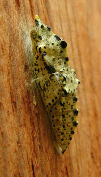 Image of cabbage butterfly