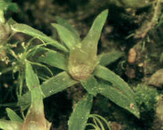 Слика од Pogonatum aloides Palisot de Beauvois 1805