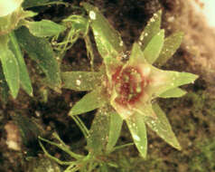 Слика од Pogonatum aloides Palisot de Beauvois 1805