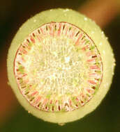 Image of aloe haircap