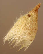 Image of aloe haircap