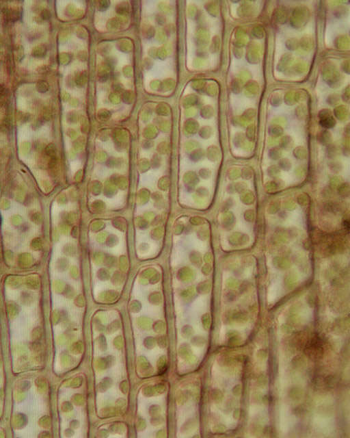 Слика од Pogonatum aloides Palisot de Beauvois 1805