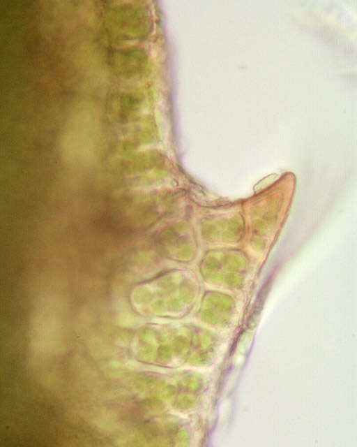 Image of aloe haircap