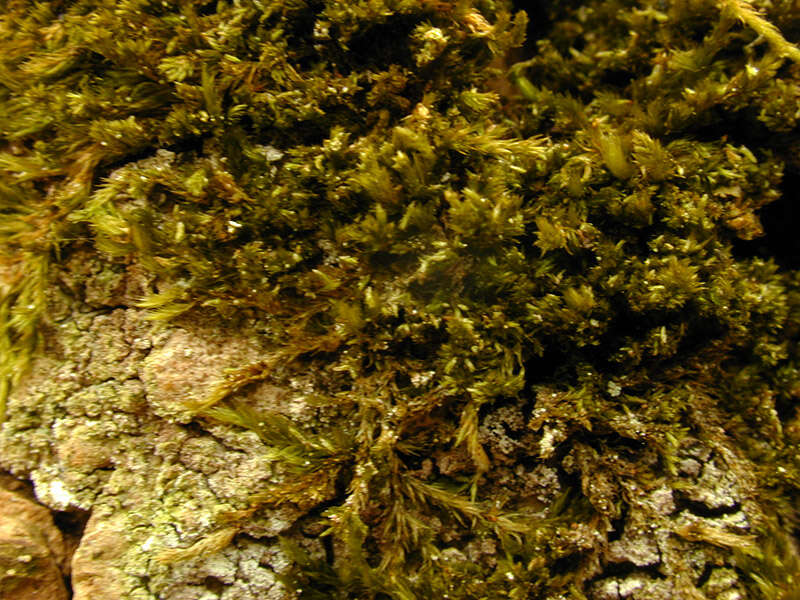 Image of platygyrium moss