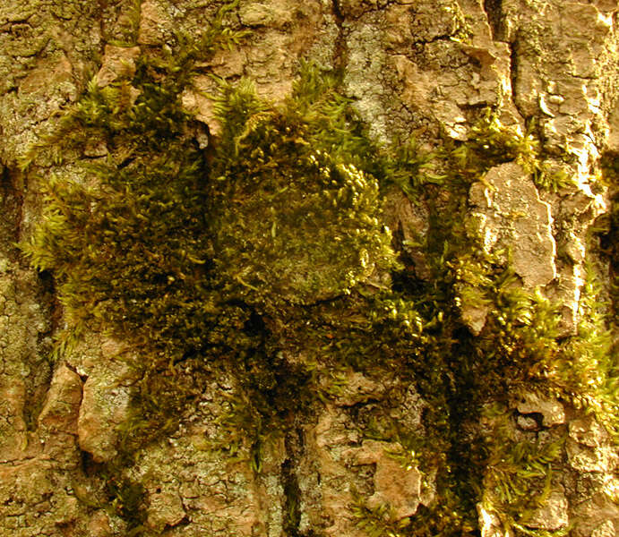 Image of platygyrium moss