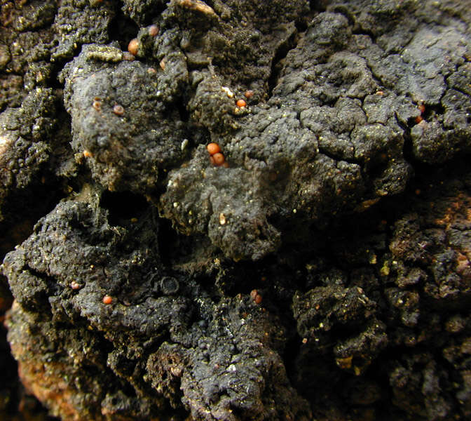 Image of resin sarea lichen