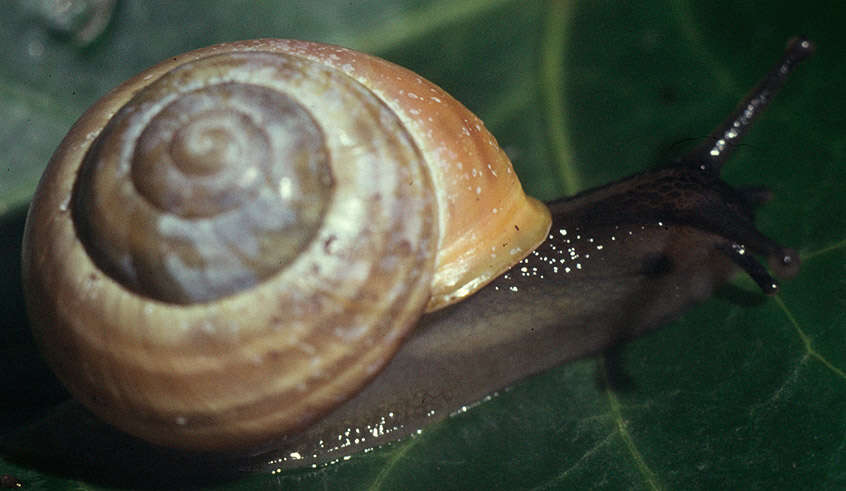 Image of White-lipped banded snail