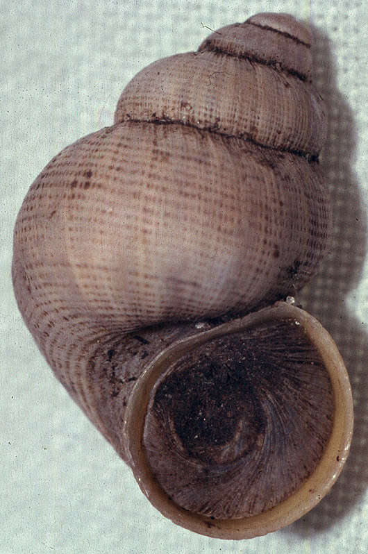 Image de Pomatias elegans (O. F. Müller 1774)