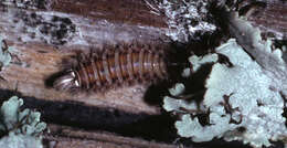 Image of bristly millipede