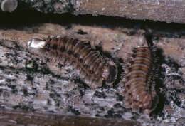 Image of bristly millipede