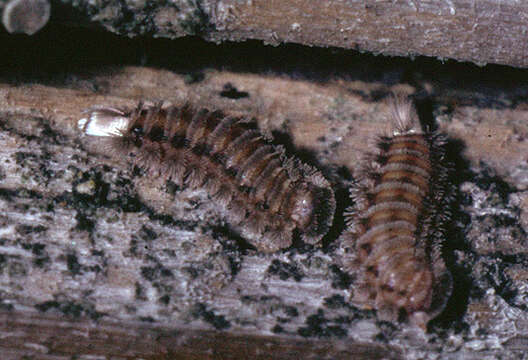 Image of bristly millipede