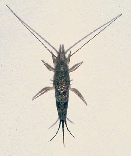 Image of Petrobius