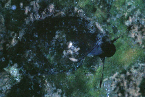 Plancia ëd Hydrobia acuta neglecta Muus 1963