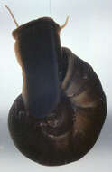 Image of Great Ram's Horn Snail