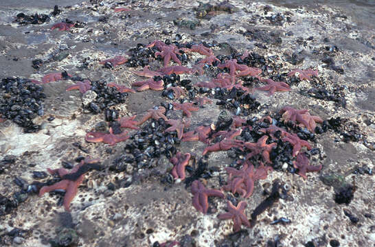 Image of Common sea star