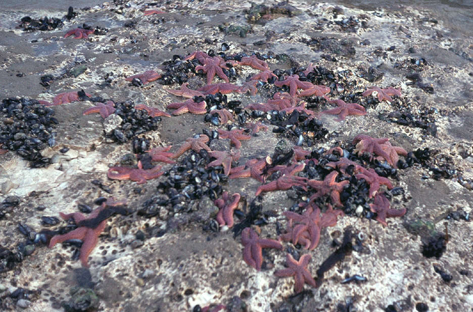 Image of Common sea star