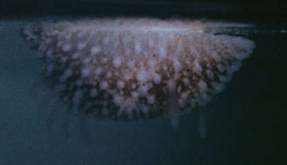 Image of barnacle-eating onchidoris