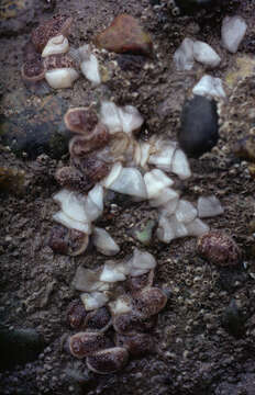 Image of barnacle-eating onchidoris