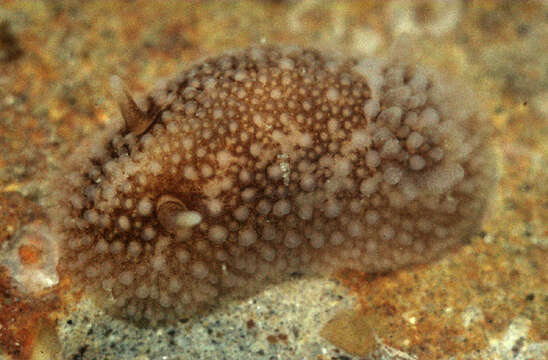 Image of barnacle-eating onchidoris