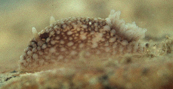 Image of barnacle-eating onchidoris