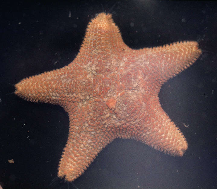 Asterina gibbosa (Pennant 1777) resmi