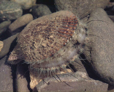 Image of variegated scallop